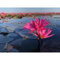 ราคา เมล็ดพันธุ์บัวสาย บรรจุ 300 เมล็ด บัวกินสาย (8058472918)