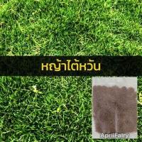 ราคา เมล็ดพันธุ์ เมล็ดหญ้า 10000 เมล็ด หญ้าเบอร์มิวด้า หญ้าญี่ปุ่น หญ้านวลน้อย หญ้ามาเลเซีย หญ้าไต้หวัน หญ้าพาสพาลั่ม (14622370821)