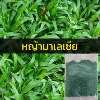 ราคา เมล็ดพันธุ์ เมล็ดหญ้า 10000 เมล็ด หญ้าเบอร์มิวด้า หญ้าญี่ปุ่น หญ้านวลน้อย หญ้ามาเลเซีย หญ้าไต้หวัน หญ้าพาสพาลั่ม (14622370820)