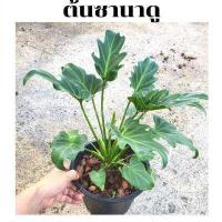 ราคา ซานาดู ในกระถางพร้อมตั้ง Philodendron Xanadu (15579718101)