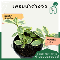 ราคา บอนไซ เพรมน่าด่างไซส์มินิ เพรมน่าด่างจิ๋ว (12669896174)