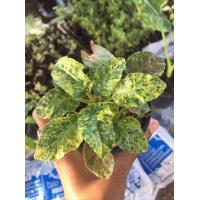 ราคา ต้นไม้ของขวัญปีใหม่ มะพร้าวทะเลทรายด่างไม้อวบน้ำจิ๋ว ขนาดเล็ก ประเภทกระบองเพชร มีถิ่นกำเนิดอยู่ที่ประเทศแอฟริกา ลักษณะต้นเหมือนกับต้นมะพร้าวย่อส่วนนิยมปลูกในกระถางเล็กๆเลี้ยงไว้ชื่นชมในความน่ารัก (172