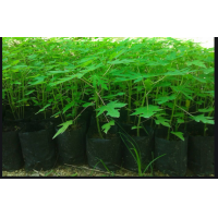 ราคา ขาย ต้นกล้ามะละกอฮอลแลนด์ 2 ถุงดำ ต้นแข็งแรงพร้อมปลูกรับประกัน (1606044113)