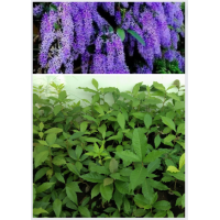 ราคา ขาย ต้นกล้าพวงครามออสเตรเลียเพาะเมล็ด ปลูกไม่เกิน 2ปี มีดอก รุ่นนี้มาเป็นถุงดำค่ะ ราคาถูก (652362979)