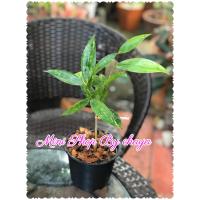 ราคา ไม้แหย่แย้ หรือ ต้นเทวบุตร ไม้มงคล กระถาง4นิ้ว (11036076162)