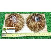 ราคา กะลาเหยียบนวดเท้า นมไม้นวดเท้า กดจุด แก้ปวดเมื่อย คลายเส้น (9164297446)