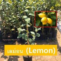 ราคา ต้นมะนาว เลม่อน Lemon พันธุ์ยูเรก้า กิ่งตอน ผลสีเหลือง ขายราคาถูก ยินดีรับประกันสินค้าหากเกิดความเสียหายทุกกรณี (1946232862)