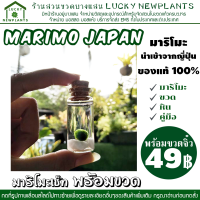 ราคา MARIMO มาริโมะ ญี่ปุ่น แท้ 100 ชุดละ 49 บาท พร้อมขวดโหลจิ๋ว J (17853203019)