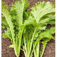 ราคา เมล็ดพันธุ์ ผักกาดหิ่น ผักกาดเขียวน้อย วาซาบิไทย 10000 เมล็ด 10 แถม 1 คละได้ (9472030072)