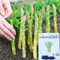 ราคา หน่อไม้ฝรั่ง ถูกที่สุด25บ เมล็ดพันธุ์หน่อไม้ฝรั่ง50 เมล็ด พันธุ์ดี งอกง่าย โตไว พุ่มใหญ่ ทานอร่อย (12971952110)