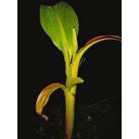 ราคา กล้วยแดงอินโด กล้วยด่างแดงอินโด (17399800590)