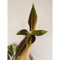 ราคา กล้วยแดงอินโด กล้วยด่างแดงอินโด (17399800589)