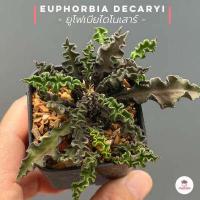 ราคา ยูโฟเบียไดโนเสาร์ Euphorbia decaryi แคคตัส กระบองเพชร cactus succulent (3460450873)