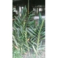 ราคา กิ่งกล้วยไม้ช้างแดงดอกใหญ่ (13256524065)