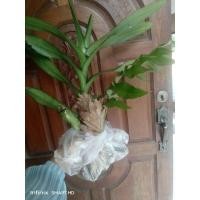 ราคา กิ่งกล้วยไม้ช้างแดงดอกใหญ่ (13256524066)