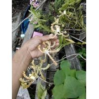 ราคา กิ่งกล้วยไม้ช้างแดงดอกใหญ่ (13256524064)