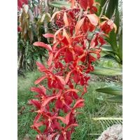 ราคา กิ่งกล้วยไม้ช้างแดงดอกใหญ่ (13256524063)