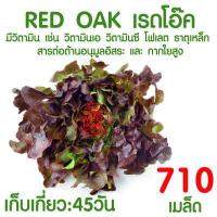 ราคา ค่าส่งถูก ถ้วยปลูกผัก 50ใบ ถ้วยปลูกผักไฮโดรโปนิกส์ ถ้วยปลูกผักไฮโดร ถ้วยปลูกขาว สีขาว แบบใช้ซ้ำ ไฮโดรโปนิกส์ ไฮโดร hydroponic hydro (16596436599)