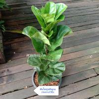 ราคา ไทรใบสักแคระ ไทรใบสัก ต้นไทรใบสัก พันธุ์แคระ ไม้มงคล เสริมบารมี ต้นไม้ฟอกอากาศ สวนลุงแท็ค (15967669886)