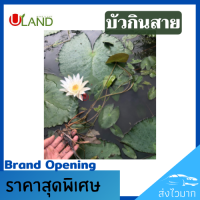 ราคา Uland บัวกินสาย ต้นใหญ่ บัวสาย บัวชมพูหรือบัวขาว สายบัว ปลูกง่าย มีประโยชน์มากมาย (9356119455)