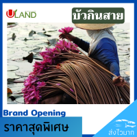 ราคา Uland บัวกินสาย ต้นใหญ่ บัวสาย บัวชมพูหรือบัวขาว สายบัว ปลูกง่าย มีประโยชน์มากมาย (14304902071)