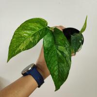 ราคา อิพิด่างขาว ไม้ชำข้อ อิพิเพรมนั่มด่างขาว Epipremnum Pinnatum Variegated (16566140712)