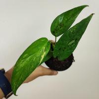 ราคา อิพิด่างขาว ไม้ชำข้อ อิพิเพรมนั่มด่างขาว Epipremnum Pinnatum Variegated (16566140716)