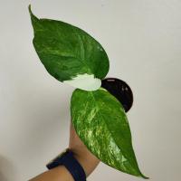 ราคา อิพิด่างขาว ไม้ชำข้อ อิพิเพรมนั่มด่างขาว Epipremnum Pinnatum Variegated (16566140715)