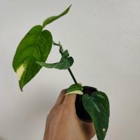 ราคา อิพิด่างขาว ไม้ชำข้อ อิพิเพรมนั่มด่างขาว Epipremnum Pinnatum Variegated (16566140714)