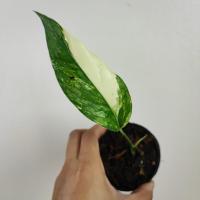 ราคา อิพิด่างขาว ไม้ชำข้อ อิพิเพรมนั่มด่างขาว Epipremnum Pinnatum Variegated (16566140713)