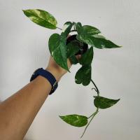 ราคา อิพิด่างขาว ไม้ชำข้อ อิพิเพรมนั่มด่างขาว Epipremnum Pinnatum Variegated (16566140711)