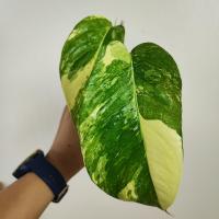 ราคา อิพิด่างขาว ไม้ชำข้อ อิพิเพรมนั่มด่างขาว Epipremnum Pinnatum Variegated (16566140718)