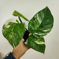 ราคา อิพิด่างขาว ไม้ชำข้อ อิพิเพรมนั่มด่างขาว Epipremnum Pinnatum Variegated (16566140717)