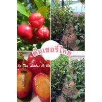 ราคา ต้นเชอรี่ไทย กิ่งชำ ต้นแข็งแรงพร้อมปลูก (15379507753)
