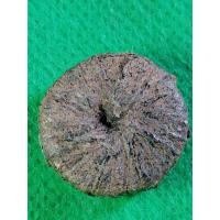 ราคา พิศสมร ตะกรุดสั้น วิรุฬจำบัง หลวงพ่อแก้ว วัดพวงมาลัย สมุทรสงคราม (7514925623)