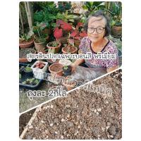 ราคา สูตรดินพรีเมี่ยม ปลูกบอนสีเท่านั้นซื้อ 5ถุงฟรี1ถุงไม้งามกัดใบสีสวย ชายชล ฮกหลง กวนอิม กวนอู จอมทัพ สะหัสเดชะ เพชรเจ็ดสี หนุมาน เมืองเกาะเกร็ด อิเหนา สาวน้อยปะแป้ง ทับทิมเม็ดใหญ่ นก (11276651661)