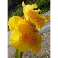 ราคา พุทธรักษา 10สีให้เลือก ตัดใบล้างราก ไม้มงคล หน่อ เหง้า ต้นพุทธรักษา พุทธรักษา (12956305492)