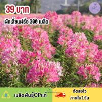 ราคา เมล็ดพันธุ์ ดอกเสี้ยนฝรั่งคละสี 300 เมล็ดพันธุ์ (17986062536)