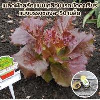 ราคา เมล็ดผักสลัด แบบเคลือบ ออแกนิกส์ นำเข้า เนเธอร์แลนด์ non GMO 12 ชนิด 50 เมล็ด ซอง (17438768734)