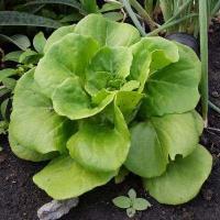 ราคา เมล็ดผักสลัด แบบเคลือบ ออแกนิกส์ นำเข้า เนเธอร์แลนด์ non GMO 12 ชนิด 50 เมล็ด ซอง (17438768733)