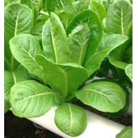 ราคา เมล็ดผักสลัด แบบเคลือบ ออแกนิกส์ นำเข้า เนเธอร์แลนด์ non GMO 12 ชนิด 50 เมล็ด ซอง (17438768738)