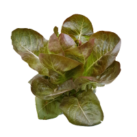 ราคา เมล็ดผักสลัด แบบเคลือบ ออแกนิกส์ นำเข้า เนเธอร์แลนด์ non GMO 12 ชนิด 50 เมล็ด ซอง (17438768739)