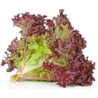 ราคา เมล็ดผักสลัด แบบเคลือบ ออแกนิกส์ นำเข้า เนเธอร์แลนด์ non GMO 12 ชนิด 50 เมล็ด ซอง (17438768736)