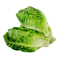 ราคา เมล็ดผักสลัด แบบเคลือบ ออแกนิกส์ นำเข้า เนเธอร์แลนด์ non GMO 12 ชนิด 50 เมล็ด ซอง (17438768737)