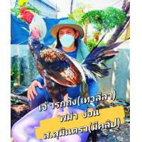ราคา ไข่เชื้อไก่ชนพม่า คลิปตรงปก ไม่จกตา เจ้ารถถัง เทาลีลา สาพันธุ์ พม่า50 ง่อน50 กระดูกโครงสร้างใหญ่มากๆ ครอบเครื่องลีลาโยก หลุด ลอด ถอด ถอย ไม่ให้เข้าใกล้ แข้งหน้า จัดสุดๆ เหมาะนำ (17375354568)
