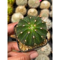 ราคา เมโลแคคตัส melocactus amoenus ขนาด 5 cm (18326487107)