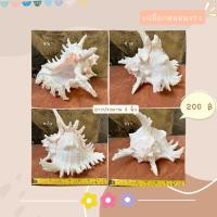 ราคา เปลือกหอยสังข์มะระหรือหน้ายักษ์เปลือกหอยเลี้ยงปูเสฉวน ขนาดประมาณ 8 9 นิ้ว (16634024963)