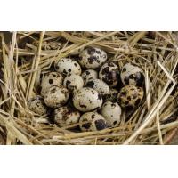 ราคา ไข่นกกระทา ไข่ลม เก็บสดใหม่ทุกวัน (18540174762)