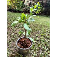 ราคา น้ำเต้าอินเดีย น้ำเต้าต้น (16902700286)