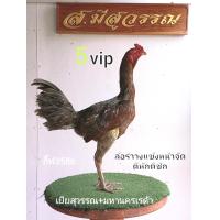 ราคา ไข่ไก่ชน ลูกชายเยียร์สุวรรณผสมแม่ไก่นำเข้าส มีสุวรรณ (13389103515)